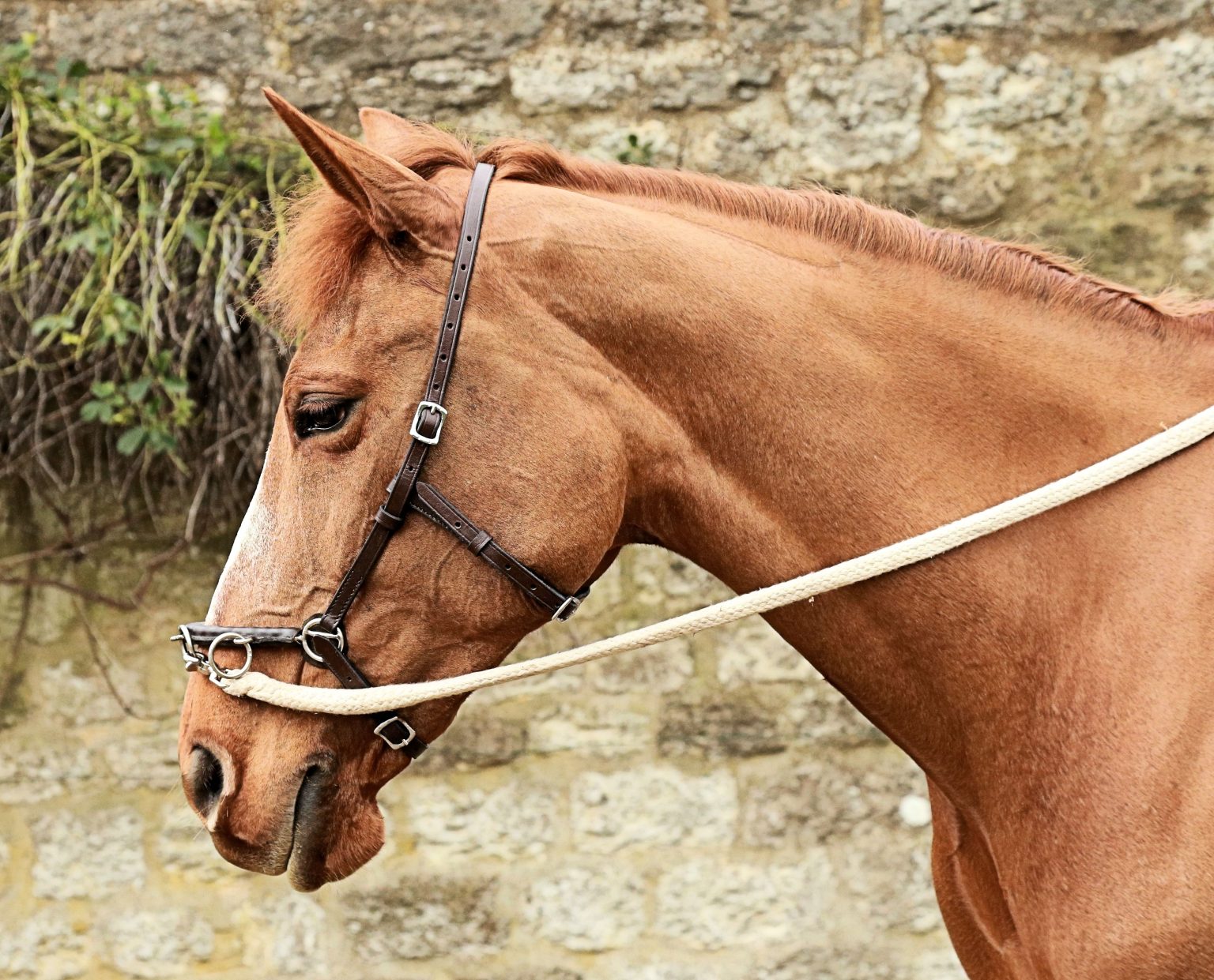 French Baroque Style Cavesson from The Comfy Horse Company