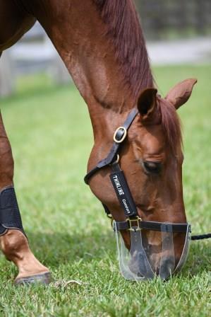 Thinline Flexible Filly Grazing Muzzle