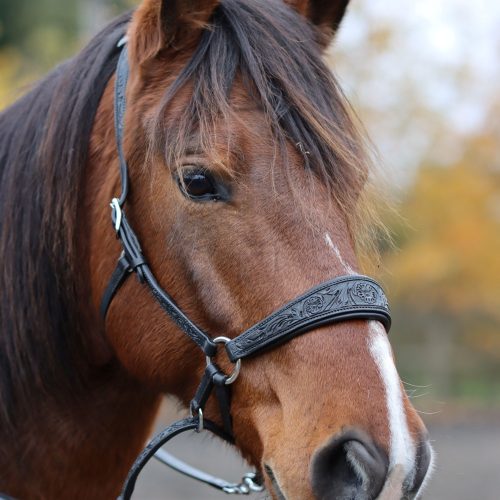 EDIX Chincross Bitless Bridle